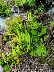 Diphasiastrum sitchense