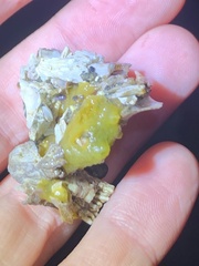 Halichondria panicea