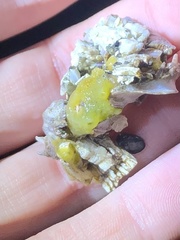 Halichondria panicea