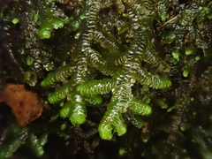 Porella canariensis