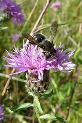 Anthidium septemspinosum