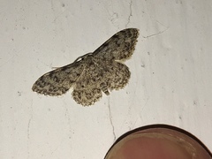 Idaea contiguaria