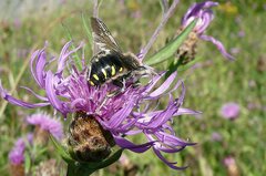 Anthidium septemspinosum