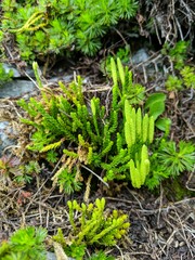 Diphasiastrum sitchense