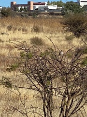 Vachellia schaffneri