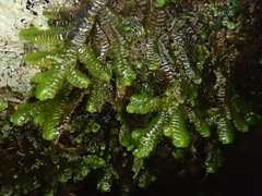 Porella canariensis