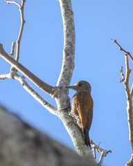 Dryobates passerinus