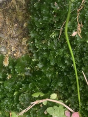 Anthocerotophyta