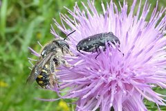 Anthidium septemspinosum