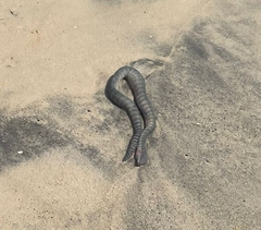 Hydrophis schistosus