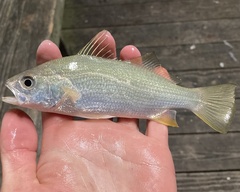 Bairdiella chrysoura