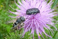 Anthidium septemspinosum