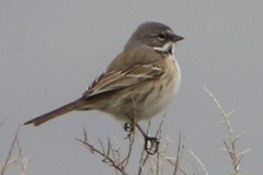 Artemisiospiza belli