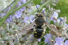 Anthidium septemspinosum