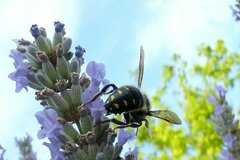 Anthidium septemspinosum