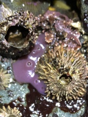 Semibalanus cariosus