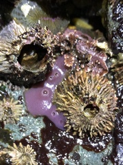 Semibalanus cariosus