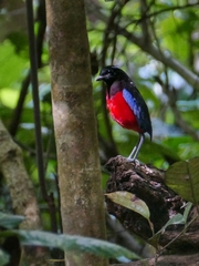 Erythropitta ussheri