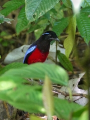 Erythropitta ussheri