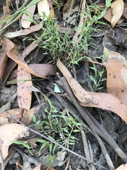 Tetrarrhena distichophylla