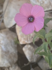 Linum pubescens