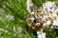 Anthidium septemspinosum