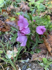 Malva