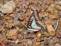 Graphium eurypylus