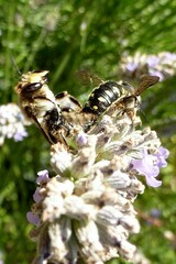 Anthidium septemspinosum