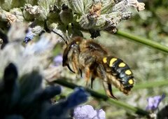 Anthidium septemspinosum