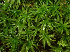 Trichostomum brachydontium
