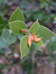 Arctostaphylos pechoensis