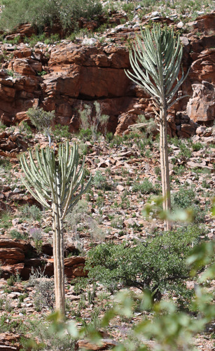 Euphorbia eduardoi