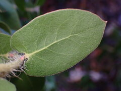 Arctostaphylos pechoensis