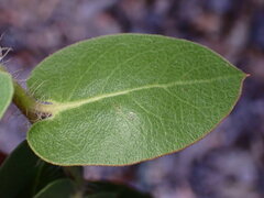 Arctostaphylos pechoensis
