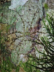 Pandercetes