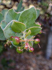 Arctostaphylos pechoensis