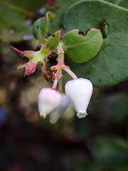 Arctostaphylos pechoensis
