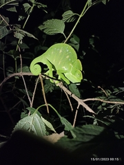 Chamaeleo zeylanicus
