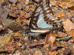 Graphium eurypylus