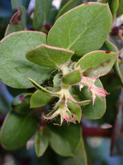 Arctostaphylos pechoensis