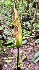Amorphophallus