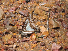 Graphium eurypylus