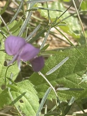 Vicia peregrina