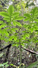 Amorphophallus