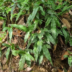 Grypothrix triphylla