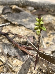 Genoplesium pumilum