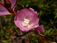 Sidalcea malviflora