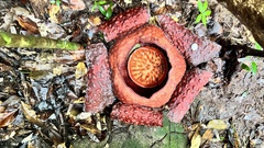 Rafflesia tuan-mudae