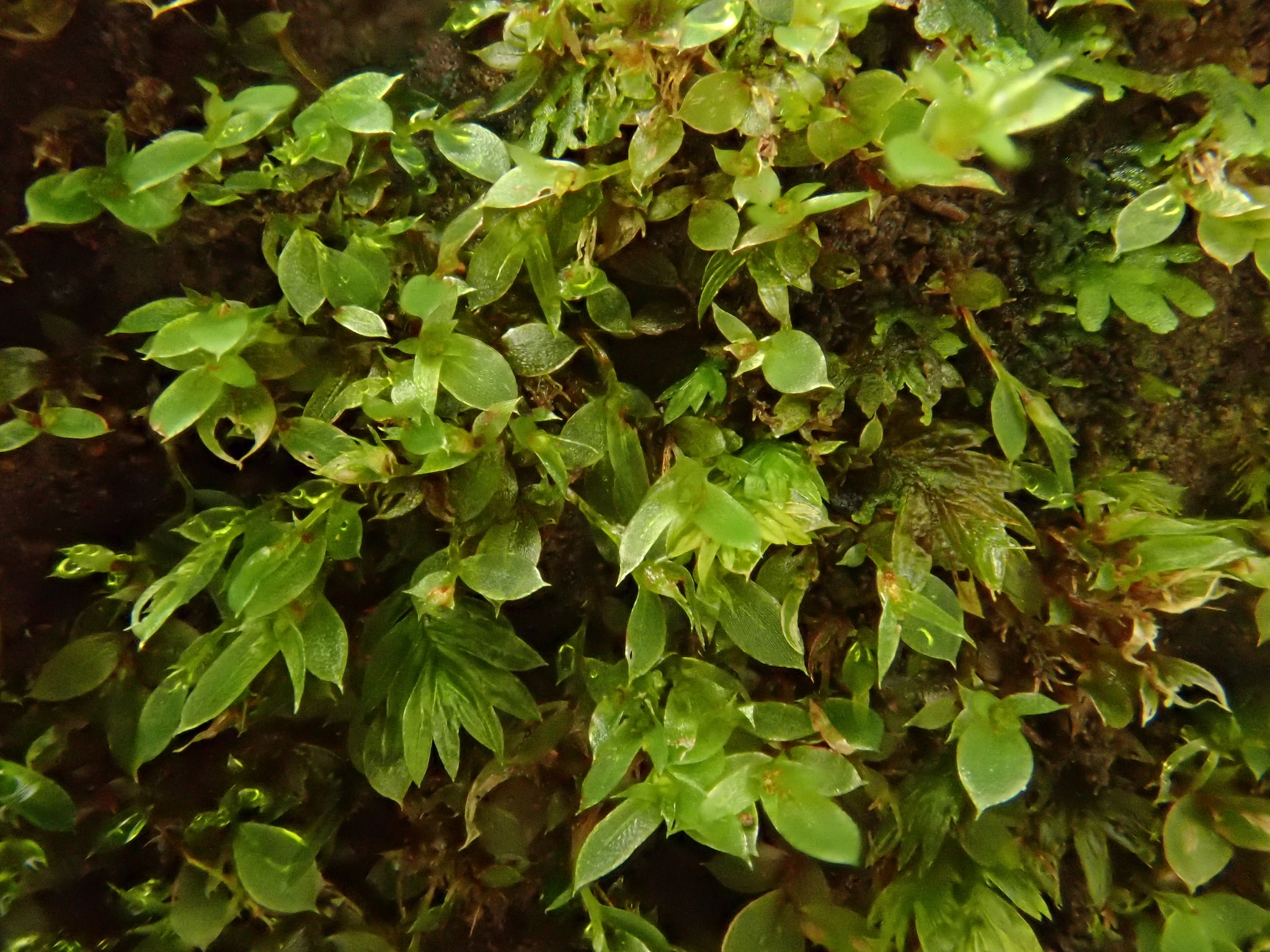 Epipterygium tozeri